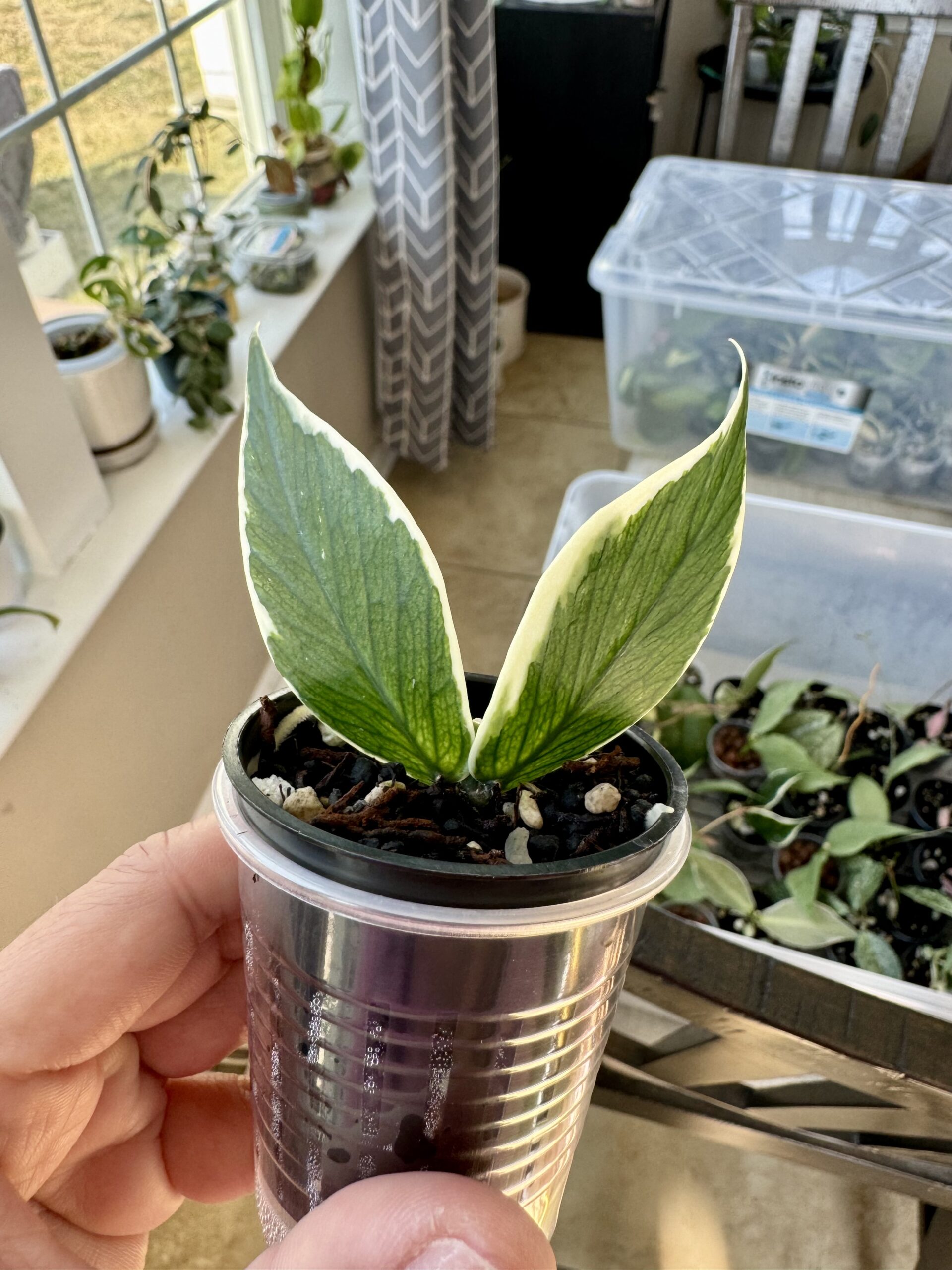 hoya houseplant polyneura variegated